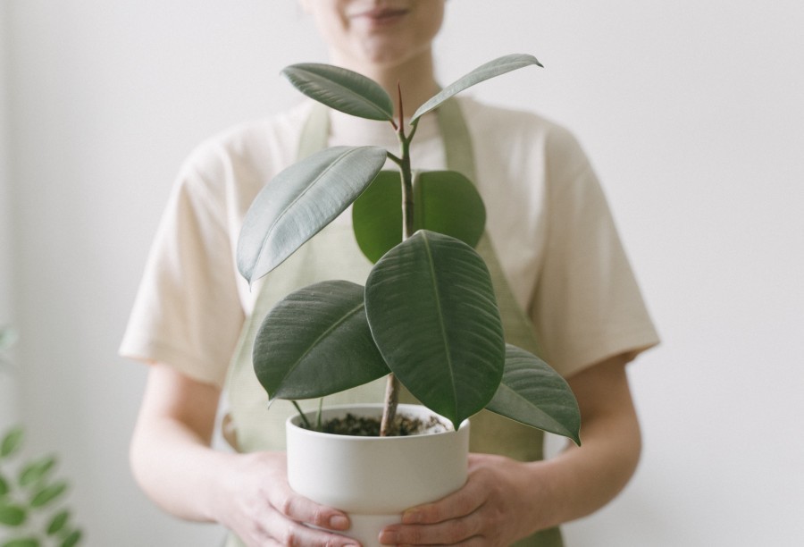 Quel arbre pour l'intérieur ?